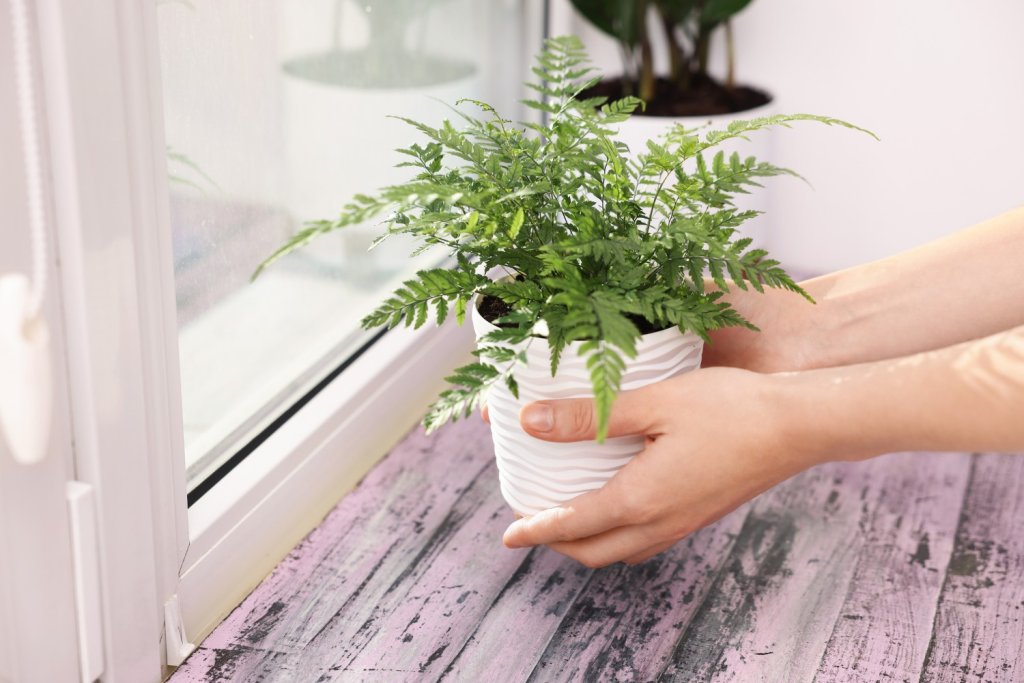 Mains tenant une petite plante près d’une fenêtre, symbole du vivant et de l’équilibre du corps.